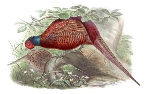 Volume VII, plate 34 of Gould's The Birds of Asia: Ring-necked Pheasant (Phasianus colchicus)