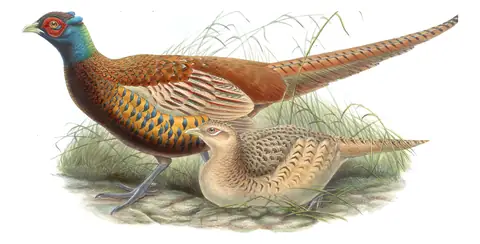 Volume VII, plate 35 of Gould's The Birds of Asia: Ring-necked Pheasant (Phasianus colchicus)