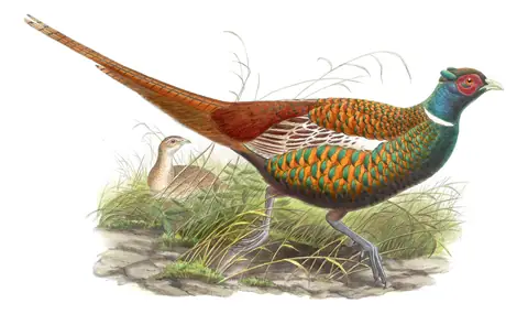 Volume VII, plate 36 of Gould's The Birds of Asia: Ring-necked Pheasant (Phasianus colchicus)