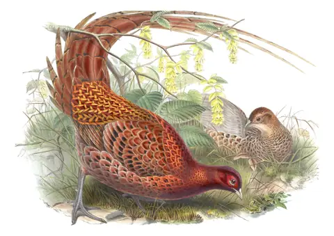Volume VII, plate 37 of Gould's The Birds of Asia: Copper Pheasant (Syrmaticus soemmerringii)