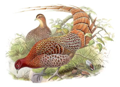 Volume VII, plate 38 of Gould's The Birds of Asia: Copper Pheasant (Syrmaticus soemmerringii)