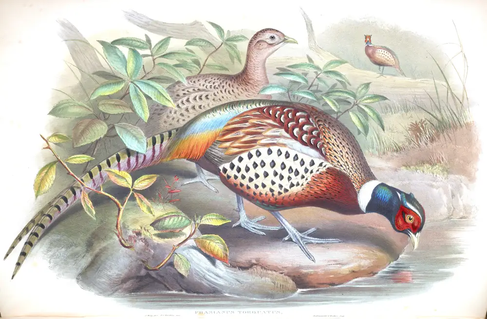 The whole sheet of volume VII, plate 39, with its engraved caption