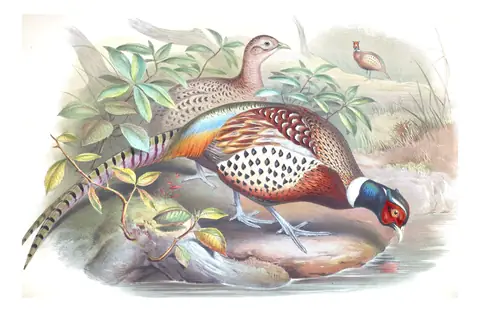 Volume VII, plate 39 of Gould's The Birds of Asia: Ring-necked Pheasant (Phasianus colchicus)