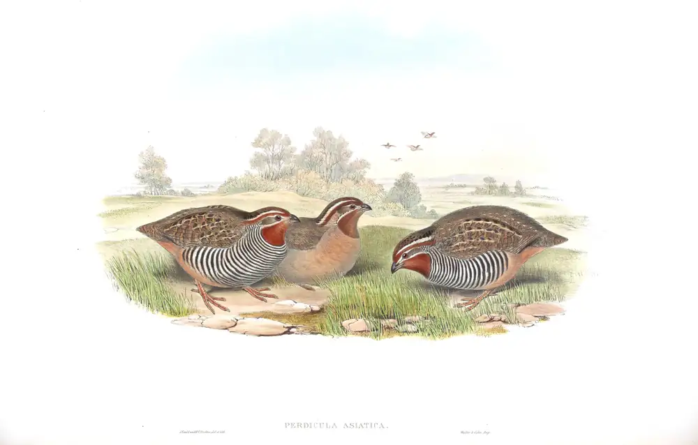 The whole sheet of volume VII, plate 4, with its engraved caption