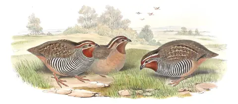 Volume VII, plate 4 of Gould's The Birds of Asia: Jungle Bush-Quail (Perdicula asiatica)