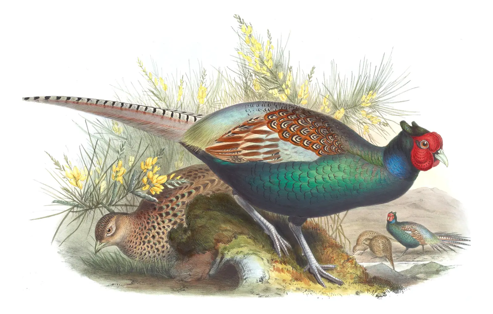 Volume VII, plate 40 of Gould's The Birds of Asia: Green Pheasant (Phasianus versicolor)