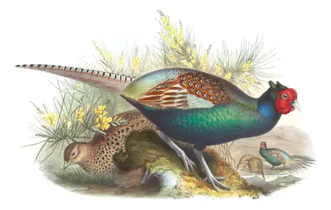 Volume VII, plate 40 of Gould's The Birds of Asia: Green Pheasant (Phasianus versicolor)