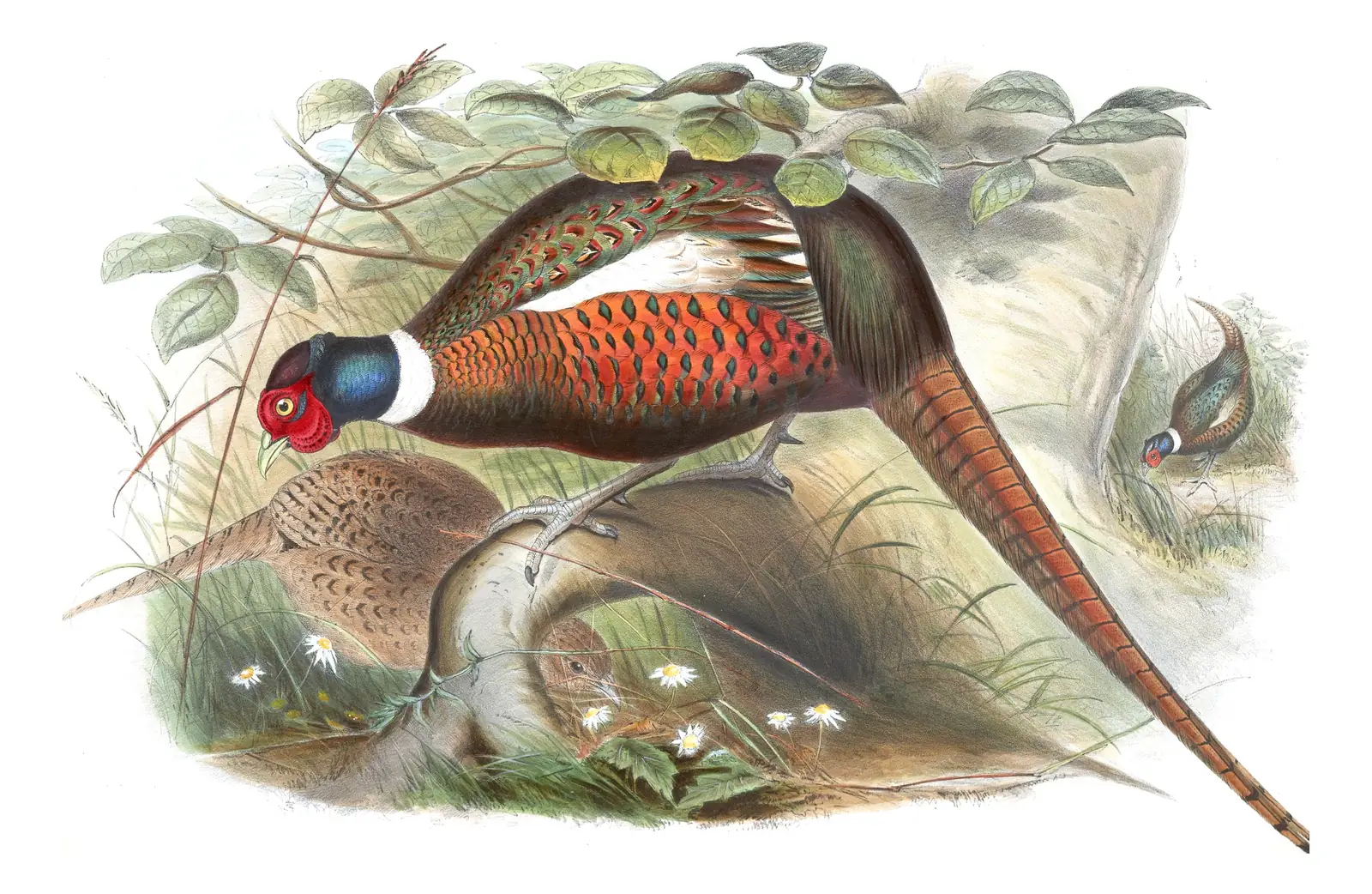 Volume VII, plate 41 of Gould's The Birds of Asia: Ring-necked Pheasant (Phasianus colchicus)