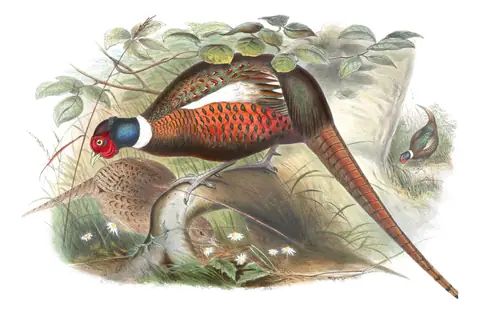 Volume VII, plate 41 of Gould's The Birds of Asia: Ring-necked Pheasant (Phasianus colchicus)