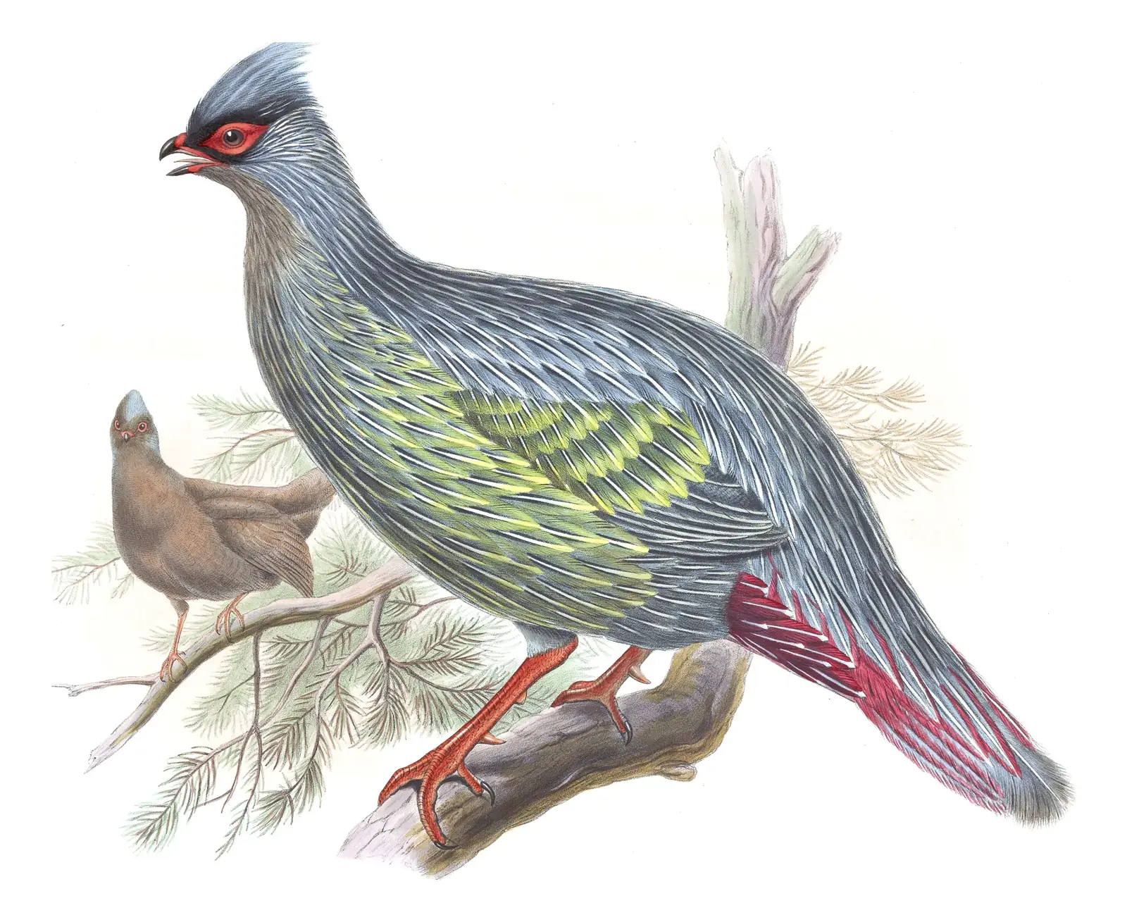 Volume VII, plate 42 of Gould's The Birds of Asia: Blood Pheasant (Ithaginis cruentus)