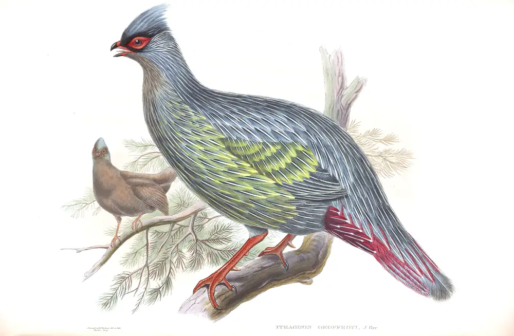 The whole sheet of volume VII, plate 42, with its engraved caption