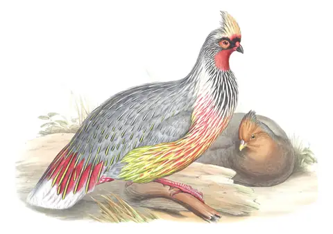 Volume VII, plate 43 of Gould's The Birds of Asia: Blood Pheasant (Ithaginis cruentus)