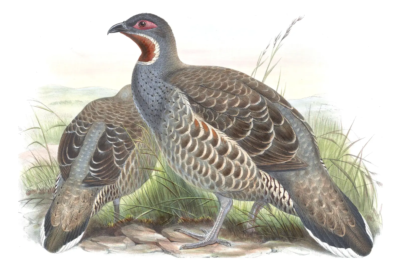 Volume VII, plate 44 of Gould's The Birds of Asia: Chestnut-throated Monal-Partridge (Tetraophasis obscurus)