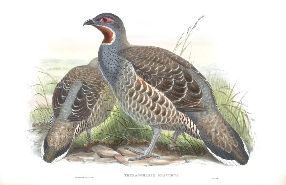 The whole sheet of volume VII, plate 44, with its engraved caption