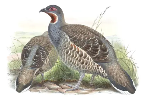 Volume VII, plate 44 of Gould's The Birds of Asia: Chestnut-throated Monal-Partridge (Tetraophasis obscurus)