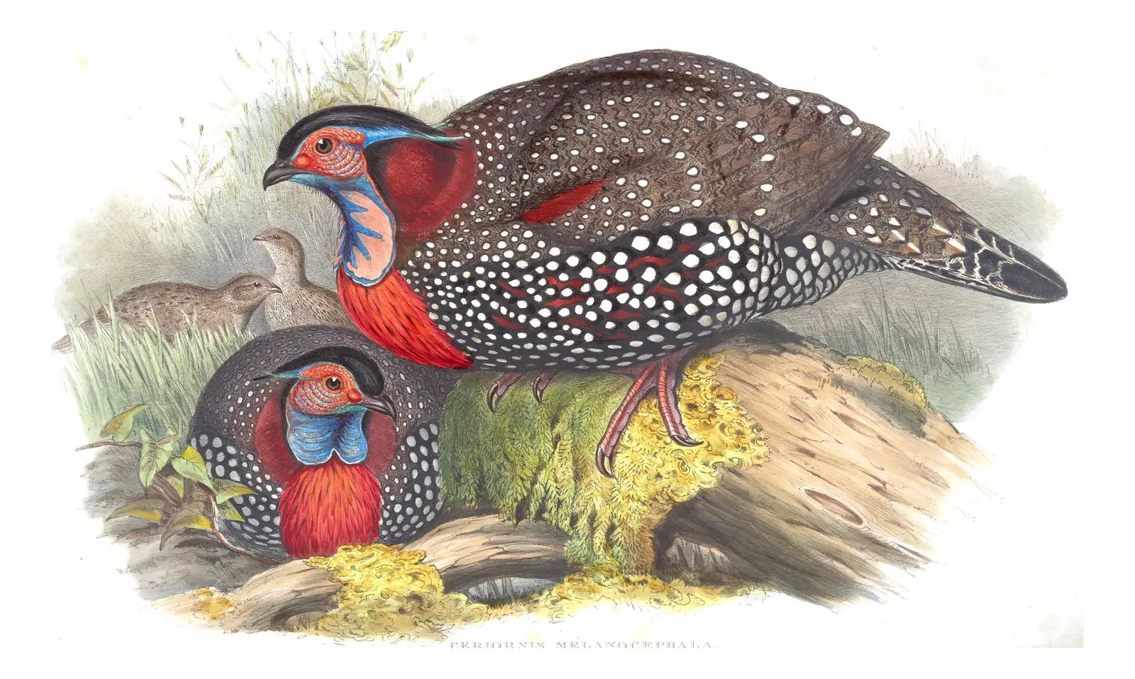 Volume VII, plate 45 of Gould's The Birds of Asia: Western Tragopan (Tragopan melanocephalus)