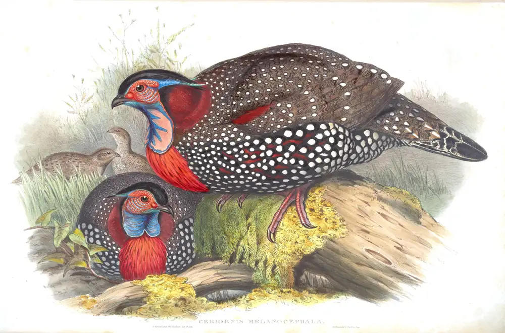 The whole sheet of volume VII, plate 45, with its engraved caption