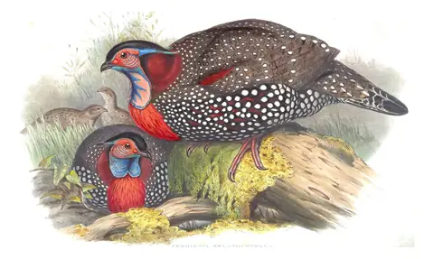 Volume VII, plate 45 of Gould's The Birds of Asia: Western Tragopan (Tragopan melanocephalus)