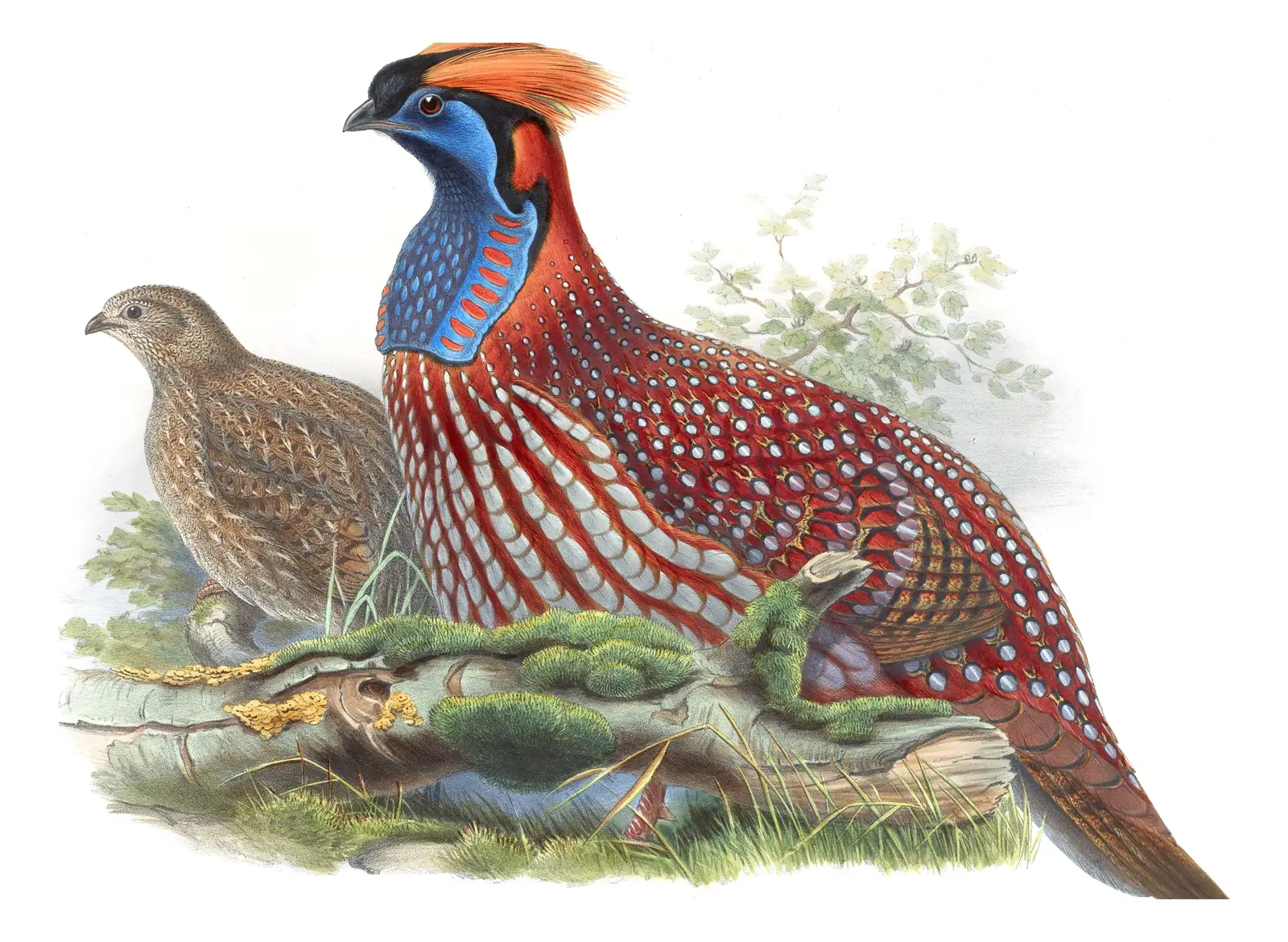Volume VII, plate 46 of Gould's The Birds of Asia: Temminck's Tragopan (Tragopan temminckii)
