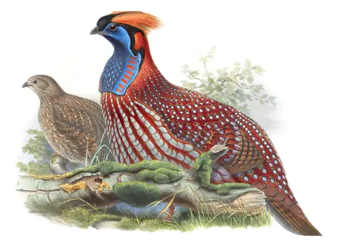 Volume VII, plate 46 of Gould's The Birds of Asia: Temminck's Tragopan (Tragopan temminckii)