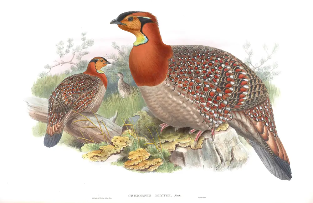 The whole sheet of volume VII, plate 47, with its engraved caption