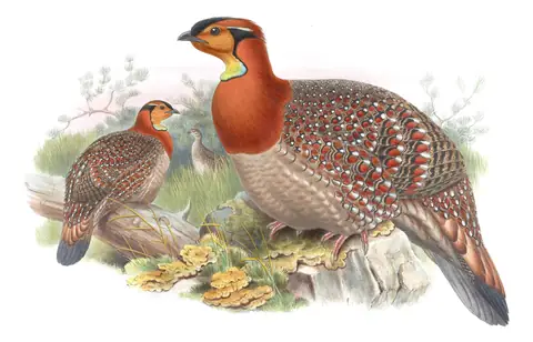 Volume VII, plate 47 of Gould's The Birds of Asia: Blyth's Tragopan (Tragopan blythii)