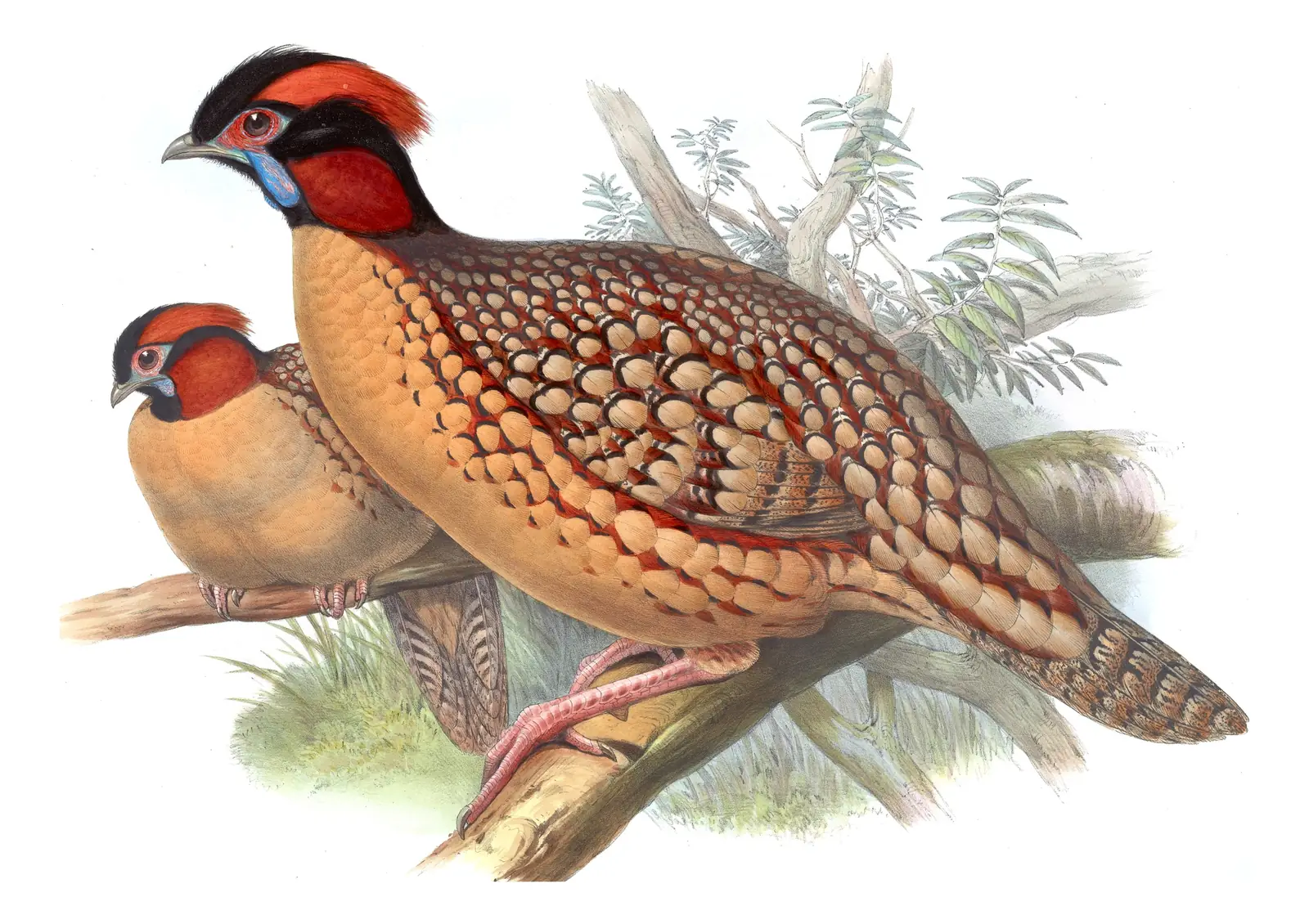 Volume VII, plate 48 of Gould's The Birds of Asia: Cabot's Tragopan (Tragopan caboti)