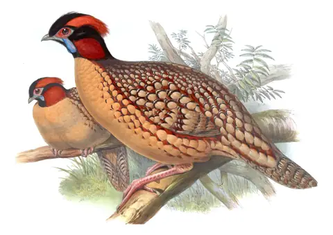Volume VII, plate 48 of Gould's The Birds of Asia: Cabot's Tragopan (Tragopan caboti)