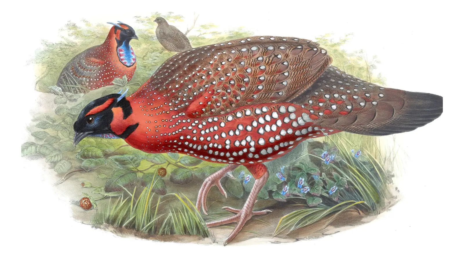 Volume VII, plate 49 of Gould's The Birds of Asia: Satyr Tragopan (Tragopan satyra)