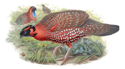 Volume VII, plate 49 of Gould's The Birds of Asia: Satyr Tragopan (Tragopan satyra)