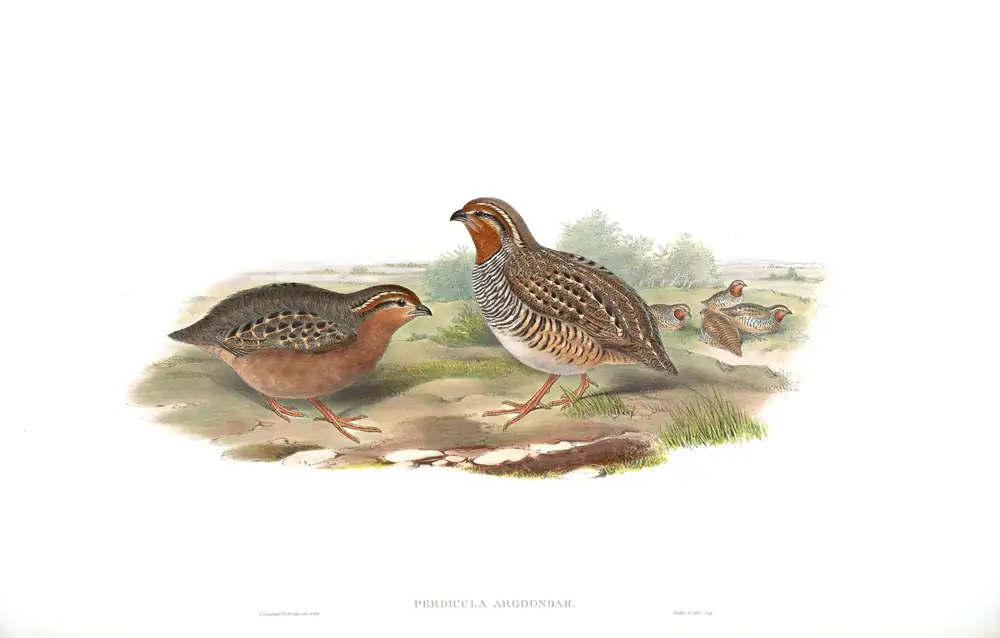 The whole sheet of volume VII, plate 5, with its engraved caption