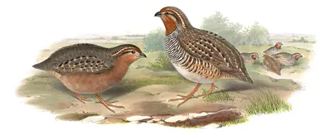 Volume VII, plate 5 of Gould's The Birds of Asia: Rock Bush-Quail (Perdicula argoondah)