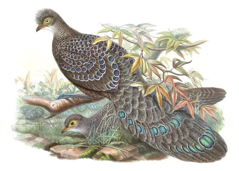 Volume VII, plate 50 of Gould's The Birds of Asia: Gray Peacock-Pheasant (Polyplectron bicalcaratum)