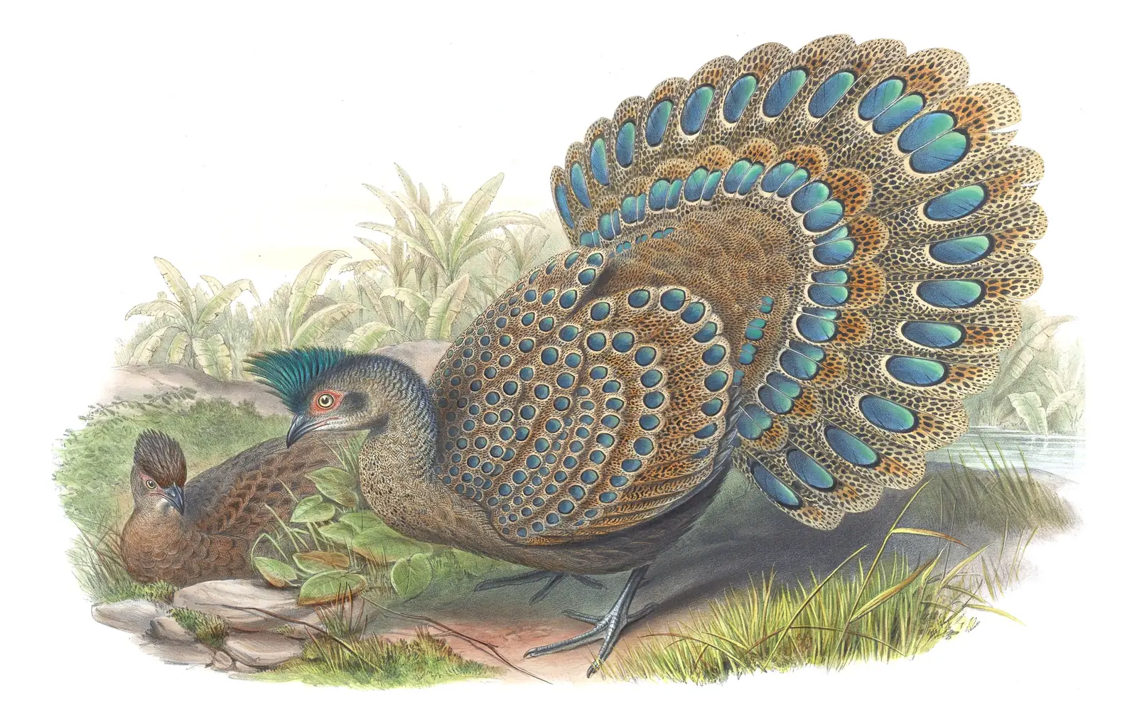 Volume VII, plate 51 of Gould's The Birds of Asia: Malayan Peacock-Pheasant (Polyplectron malacense)