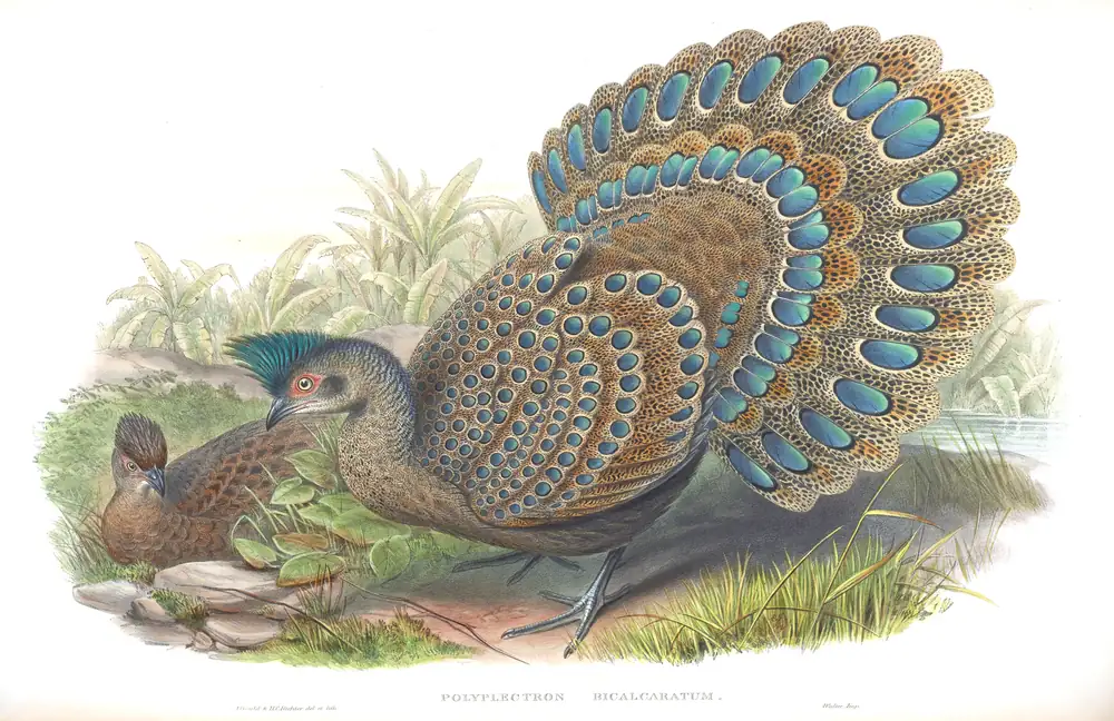 The whole sheet of volume VII, plate 51, with its engraved caption