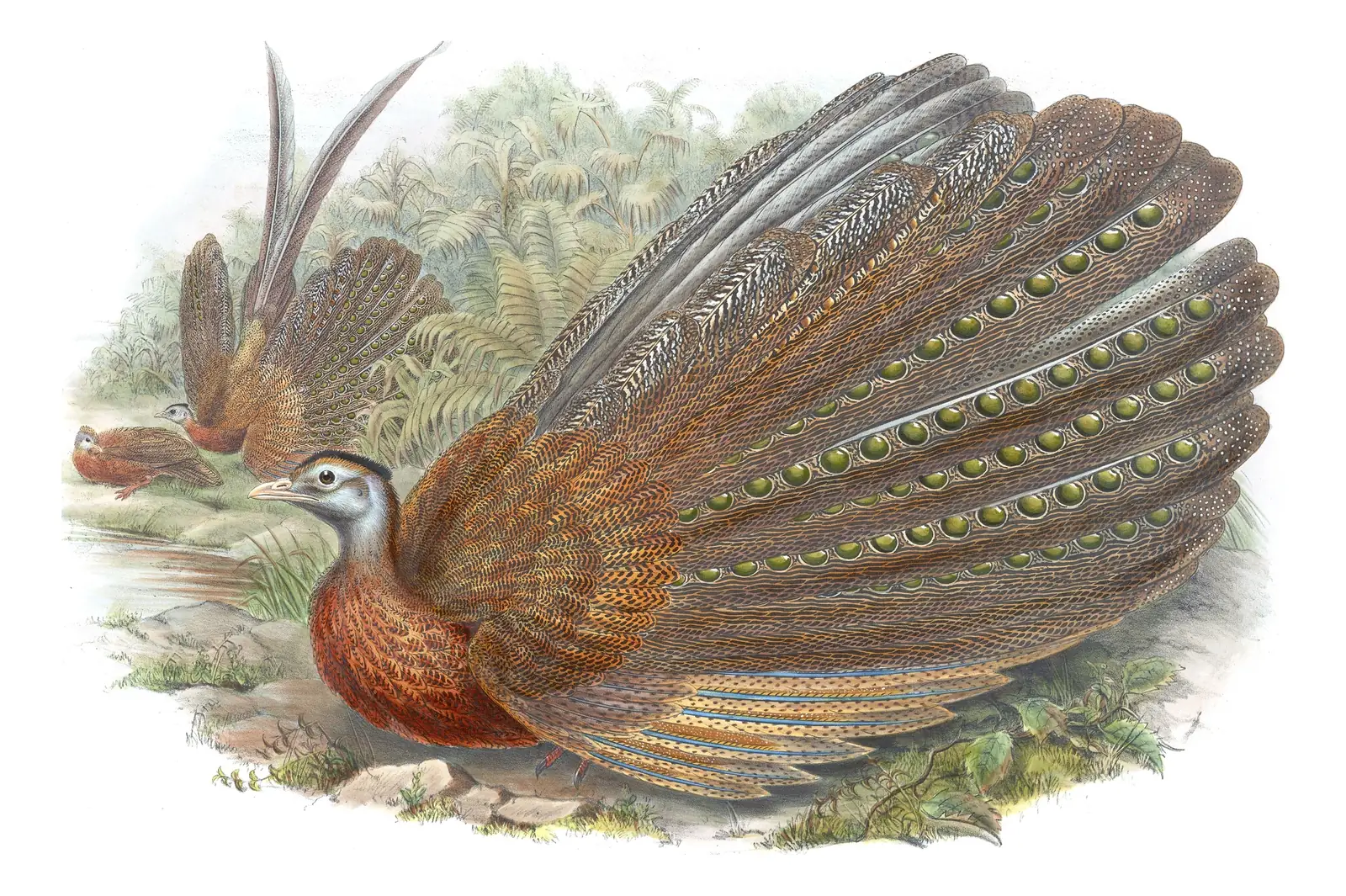 Volume VII, plate 52 of Gould's The Birds of Asia: Great Argus (Argusianus argus)