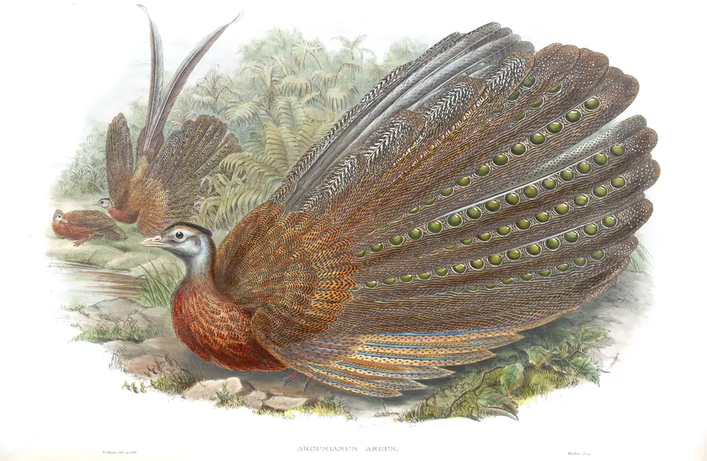The whole sheet of volume VII, plate 52, with its engraved caption