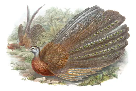Volume VII, plate 52 of Gould's The Birds of Asia: Great Argus (Argusianus argus)