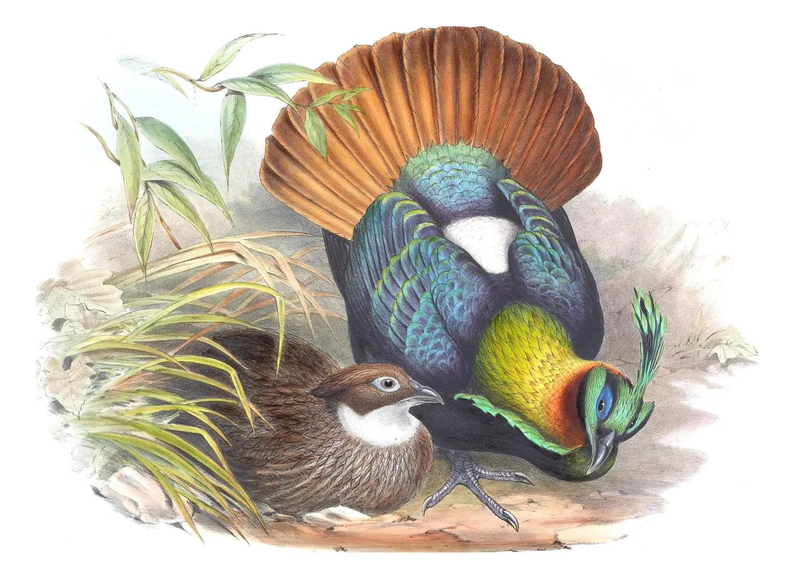 Volume VII, plate 53 of Gould's The Birds of Asia: Himalayan Monal (Lophophorus impejanus)