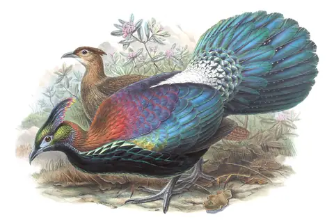 Volume VII, plate 54 of Gould's The Birds of Asia: Chinese Monal (Lophophorus lhuysii)
