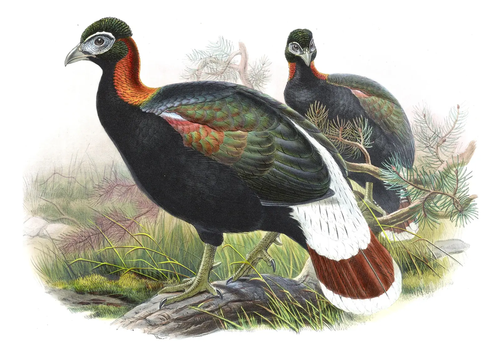 Volume VII, plate 55 of Gould's The Birds of Asia: Sclater's Monal (Lophophorus sclateri)