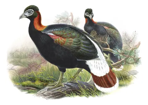 Volume VII, plate 55 of Gould's The Birds of Asia: Sclater's Monal (Lophophorus sclateri)