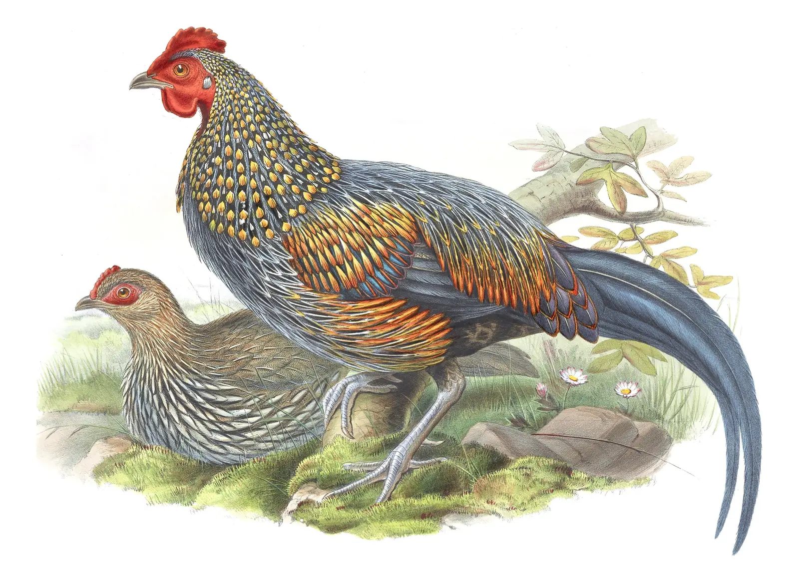 Volume VII, plate 56 of Gould's The Birds of Asia: Gray Junglefowl (Gallus sonneratii)