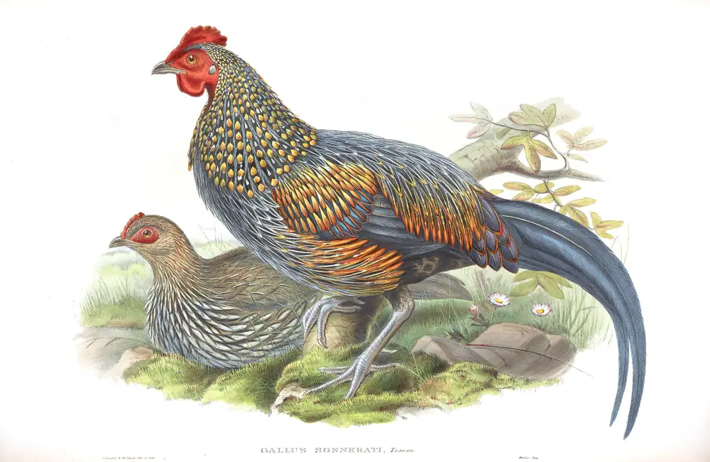 The whole sheet of volume VII, plate 56, with its engraved caption