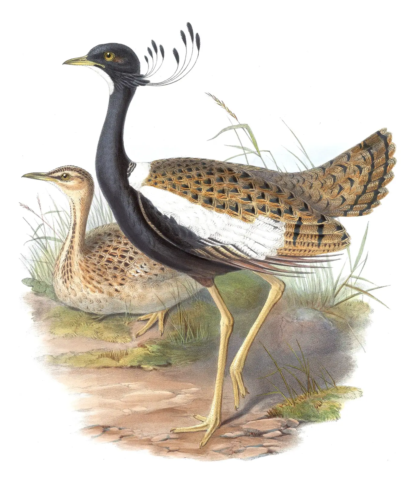 Volume VII, plate 57 of Gould's The Birds of Asia: Lesser Florican (Sypheotides indicus)