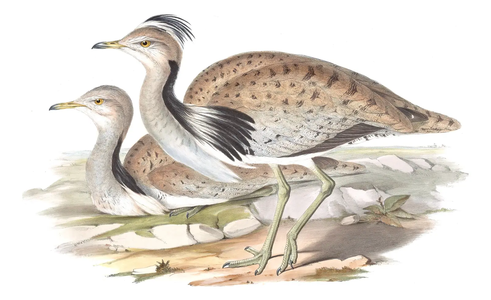 Volume VII, plate 58 of Gould's The Birds of Asia: Asian Houbara (Chlamydotis macqueenii)