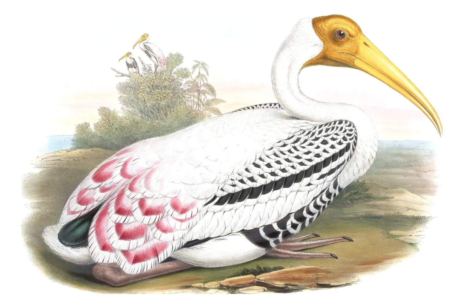 Volume VII, plate 59 of Gould's The Birds of Asia: Painted Stork (Mycteria leucocephala)