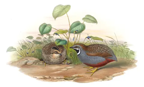 Volume VII, plate 6 of Gould's The Birds of Asia: Blue-breasted Quail (Synoicus chinensis)
