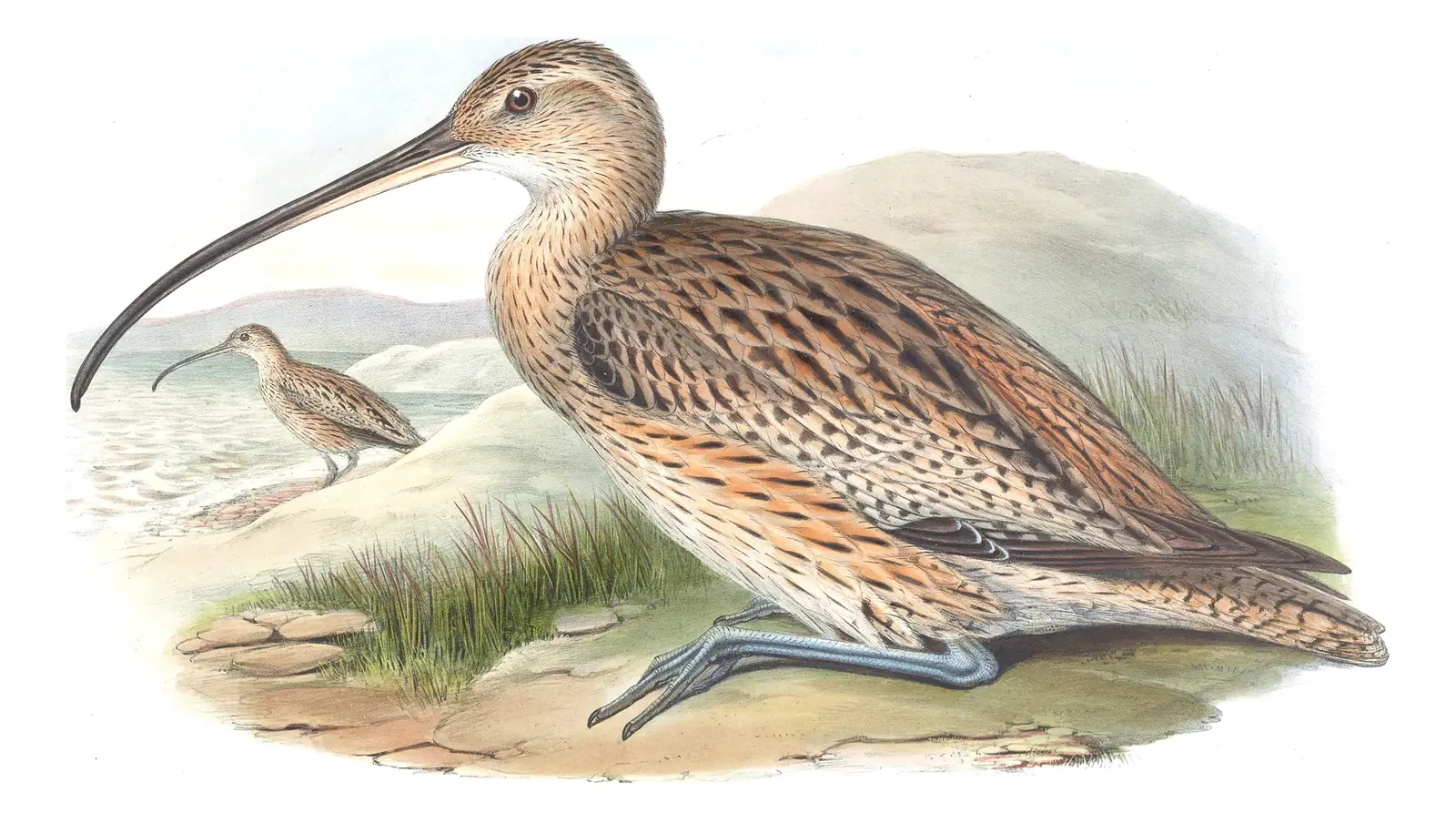 Volume VII, plate 60 of Gould's The Birds of Asia: Far Eastern Curlew (Numenius madagascariensis)