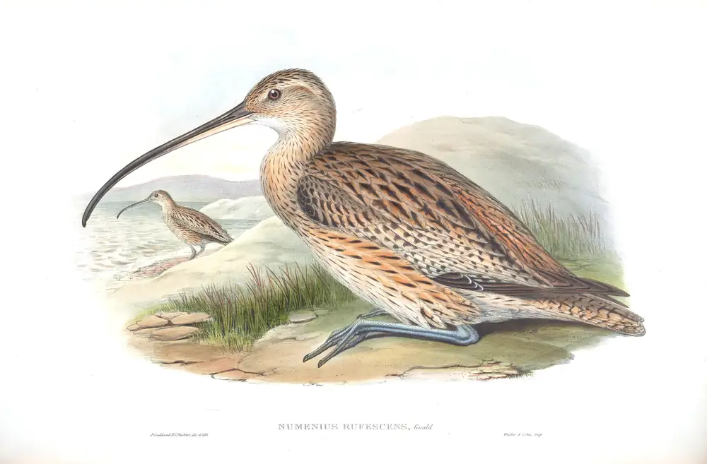 The whole sheet of volume VII, plate 60, with its engraved caption